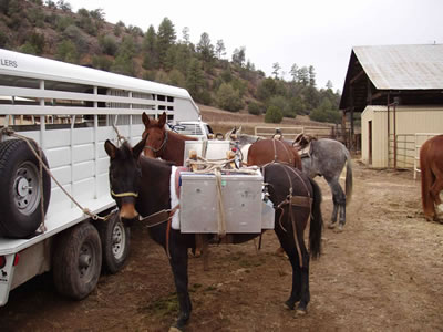 Photo of mules with fish paniers